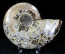 Agatized Ammonite Fossil (Half) #21274-1